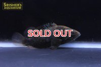 オヤニラミ