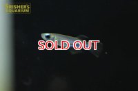 アプロケイリクティス　マクロフタルムス（ブリード）