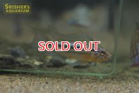 アピストグラマ ビタエニアータ カレイロ  ワイルド  (ペア)