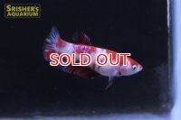 ハーフムーンプラガットベタ コイマーブル　メス ?
