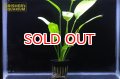 水草 エキノドルスｓｐ. ローズ（１POT）