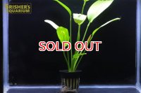 水草 エキノドルスｓｐ. ローズ（１POT）