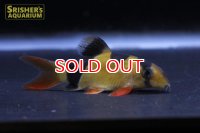 クラウンローチ　ショートボディ　