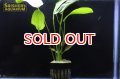 水草 エキノドルスｓｐ. オゼロット（１POT）