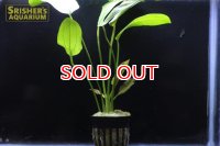 水草 エキノドルスｓｐ. オゼロット（１POT）