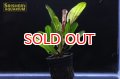 水草 エキノドルスｓｐ. カメレオン（１POT）