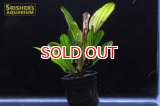 水草 エキノドルスｓｐ. カメレオン（１POT）