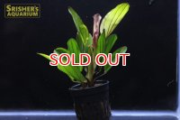水草 エキノドルスｓｐ. カメレオン（１POT）