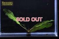 水草 アポノゲトン　ボイビニアヌス　TR　葉付き球根　