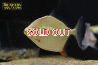 レッドフックメチニス　イニリダ