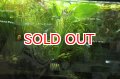 水草 エキノドルスｓｐ. オリエンタル（１POT）
