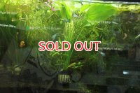 水草 エキノドルスｓｐ. オリエンタル（１POT）