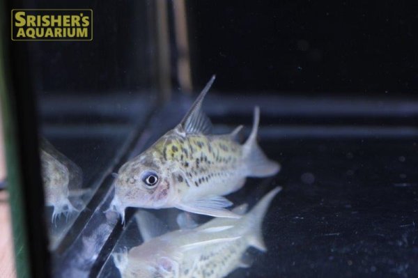 画像4: コリドラス　オガワエ（ブラジル）（ＭＬ）