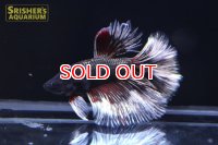 ハーフムーンベタ　ローズテール　オス　?
