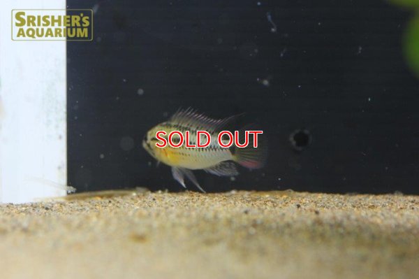 画像5: アピストグラマ グッタータ n-1 2019 Wild F1 ブリード（ペア）【２０１９年採集】【ベネズエラ】