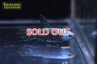 ベタ　コバルトカッパーゴールドシンフォニー（ペア）