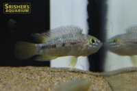 アピストグラマ　オルテガイ　AMPIYACU WILD (ペア)