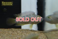アピストグラマ　オルテガイ（パパゲイ）ぺバス　ワイルド　 (ペア)