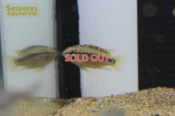 画像6: アピストグラマ ｓｐ.  sv-24 n-1 F1 ブリード（ペア）【２０１９年採集】【ベネズエラ】