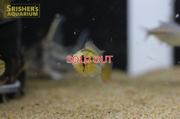 画像6: アピストグラマ グッタータ n-1 2019 Wild F1 ブリード（ペア）【２０１９年採集】【ベネズエラ】