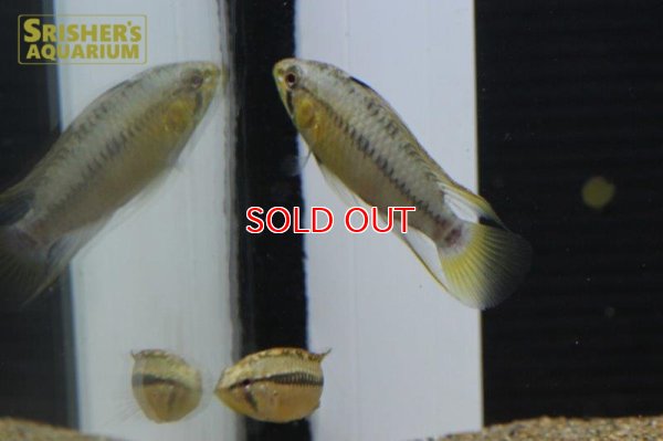 画像3: アピストグラマ ｓｐ.  sv-24 n-1 F1 ブリード（ペア）【２０１９年採集】【ベネズエラ】