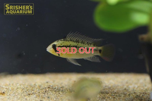 画像3: アピストグラマ グッタータ n-1 2019 Wild F1 ブリード（ペア）【２０１９年採集】【ベネズエラ】