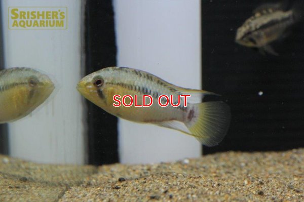 画像4: アピストグラマ ｓｐ.  sv-24 n-1 F1 ブリード（ペア）【２０１９年採集】【ベネズエラ】