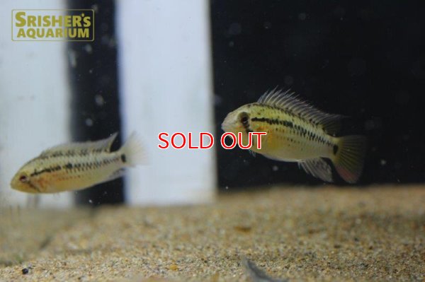 画像4: アピストグラマ グッタータ n-1 2019 Wild F1 ブリード（ペア）【２０１９年採集】【ベネズエラ】