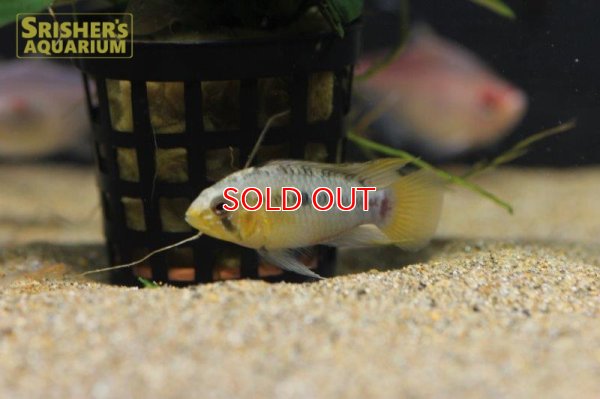 画像5: アピストグラマ ｓｐ.  sv-24 n-1 F1 ブリード（ペア）【２０１９年採集】【ベネズエラ】