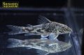 コリドラス　バルバータス WILD