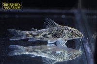 コリドラス　バルバータス WILD