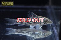 コリドラス　バルバータス WILD