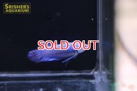 ベタ　コバルトブルーシンフォニー（ペア）