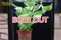 水草 ハイグロフィラ　”シアメンシス 53B” TR POT
