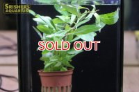 水草 ハイグロフィラ　”シアメンシス 53B” TR POT