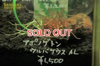 水草 アポノゲトン　ウルバケウス　TR　葉付き球根　