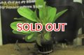 水草 エキノドルスｓｐ. スモールベアー（１POT）