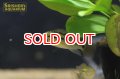特価限定2ペアのみ/アピストグラマ グッタータ 2019 Wild F1 ブリード（ペア）【２０１９年採集】【ベネズエラ】