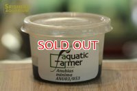 水草 アヌビアス　ミニマ ATF