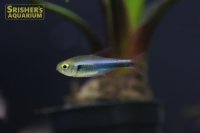 ファラガテトラ WILD