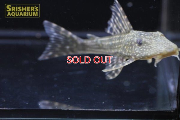 画像6: ロットリングアンジェリカスプレコ　