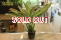 観葉植物　アグラオネマ　シルバークイーン