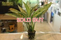 観葉植物　アグラオネマ　シルバークイーン
