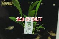 水草 アヌビアス バルテリー アングスティフォリア ＴＲ(１ポット)