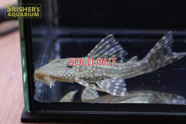 画像5: ロットリングアンジェリカスプレコ　