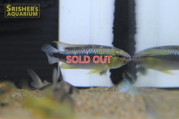 画像4: アピストグラマ　ウィルへルミ（ブリード） (ペア)