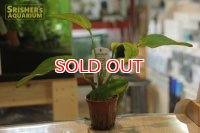水草 エキノドルス　レッドダイヤモンド（POT）
