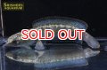 ラオスファイヤバックスネークヘッド　リムバータ
