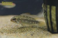アピストグラマ　アルア　ワイルド　 (ペア)