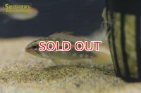 アピストグラマ　アルア　ワイルド　 (ペア)